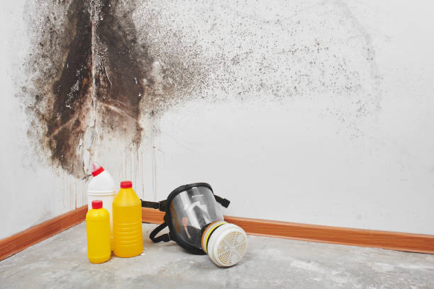 Best Water Damage Restoration  in Thomasboro, IL