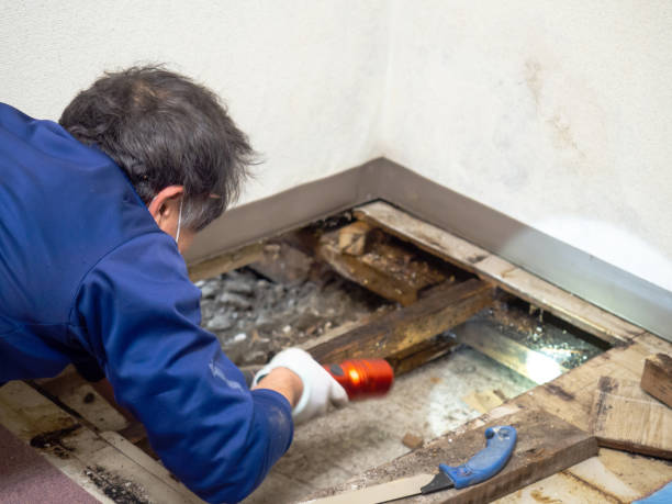 Best Mold Cleaning Services  in Thomasboro, IL