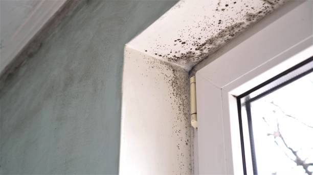 Water Damage Restoration in Thomasboro, IL