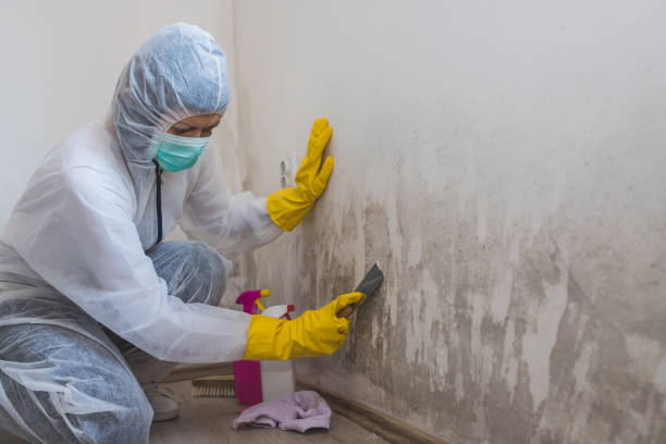 Best Commercial Mold Removal  in Thomasboro, IL