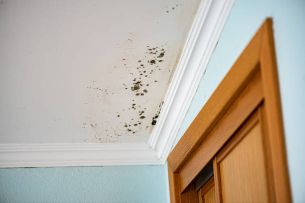 Best Office Mold Removal Services  in Thomasboro, IL