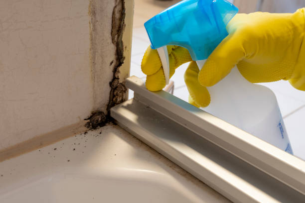 Best Fast Mold Removal  in Thomasboro, IL