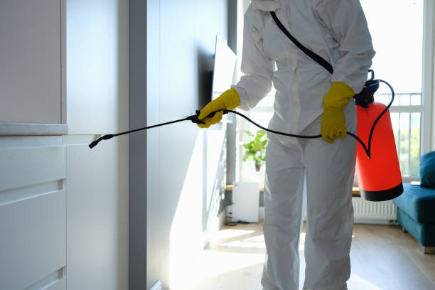 Best Affordable Mold Removal  in Thomasboro, IL
