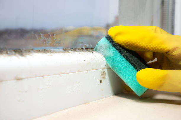 Best Mold Testing  in Thomasboro, IL