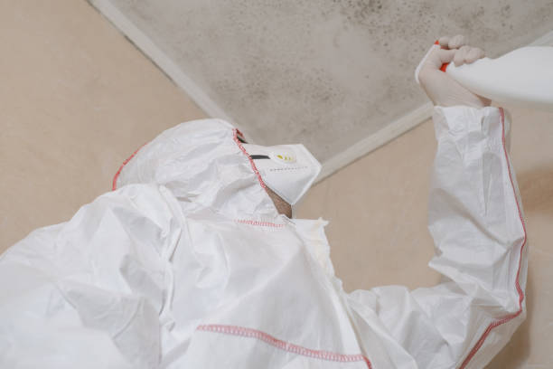 Best Mold Removal Near Me  in Thomasboro, IL