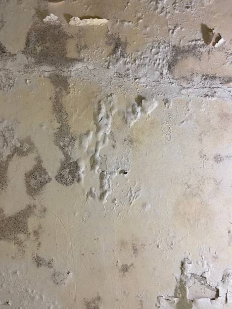 Best Residential Mold Removal  in Thomasboro, IL