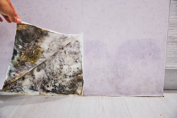 Best Emergency Mold Removal  in Thomasboro, IL
